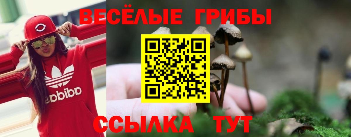 Галлюциногенные грибы Psilocybe Усть-Лабинск